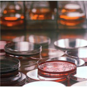 �ݗ��^�V�R�K�X�Ƃ��ċ�ʂ��Ă���